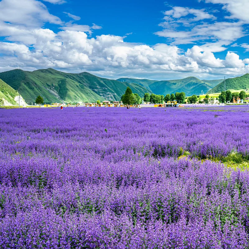🔥Heißes Verkaufsmodell💜Lavendel Samen aus der Provence 🔆Wunderbar und wunderschön