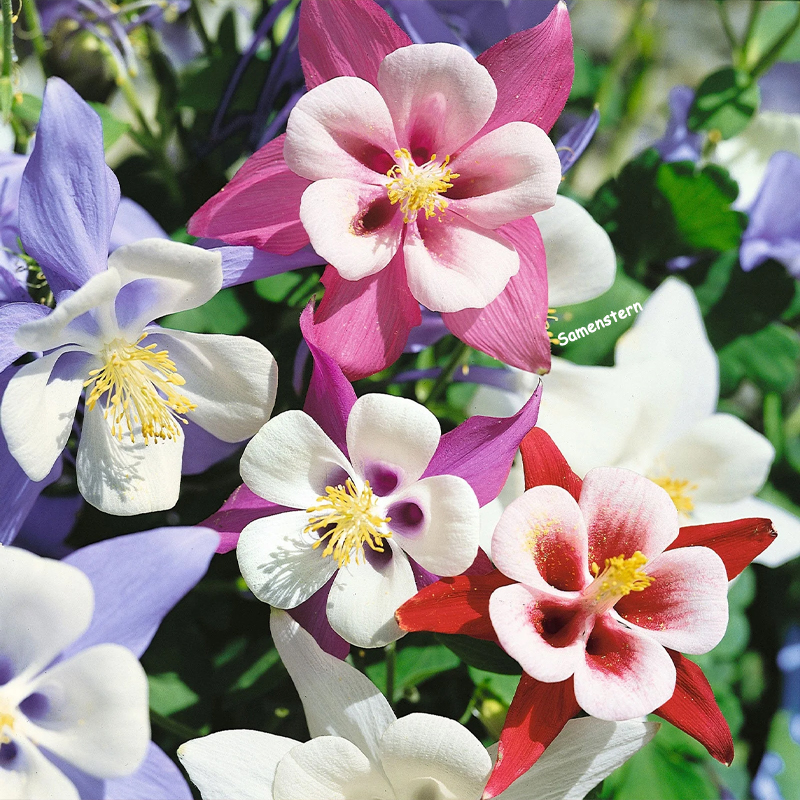 💥Frühlingsangebot🔥Akelei Samen🌱Einzigartige Blumen