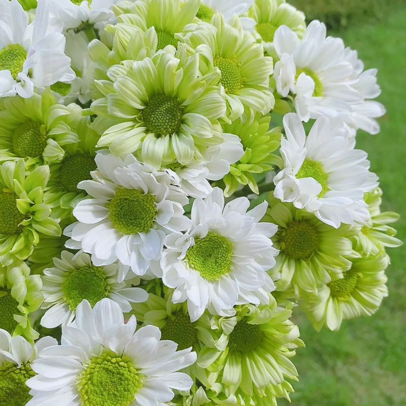 Gänseblümchen