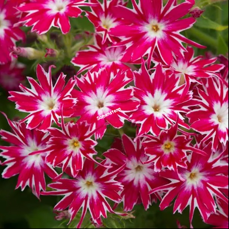 💥Heiße Artikel für den Frühling🦋Augen-phlox Semen🌱Besondere Blume
