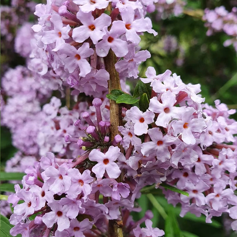 Sommerflieder