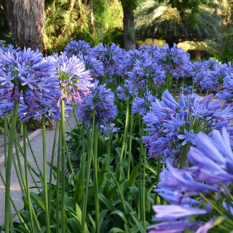 Agapanthus