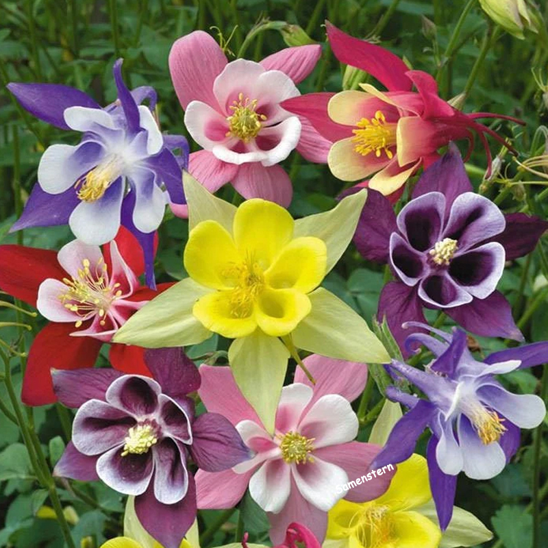 💥Frühlingsangebot🔥Akelei Samen🌱Einzigartige Blumen
