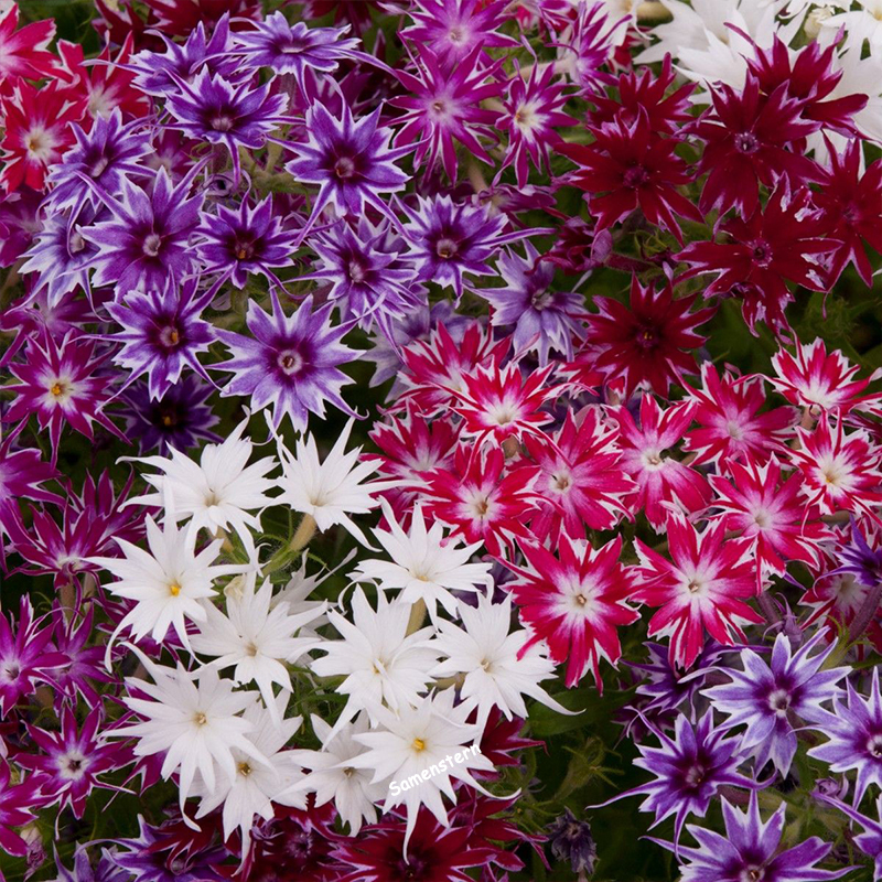 💥Heiße Artikel für den Frühling🦋Augen-phlox Semen🌱Besondere Blume