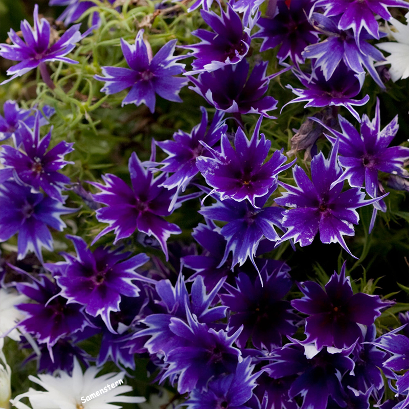 💥Heiße Artikel für den Frühling🦋Augen-phlox Semen🌱Besondere Blume