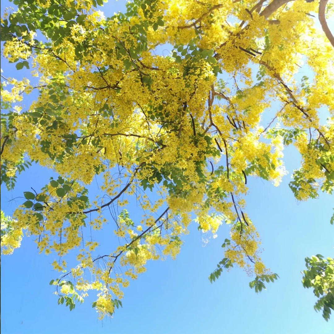🚀Halber Preisnachlass✨Laburnum💖Schöne dekorative Baumblumen