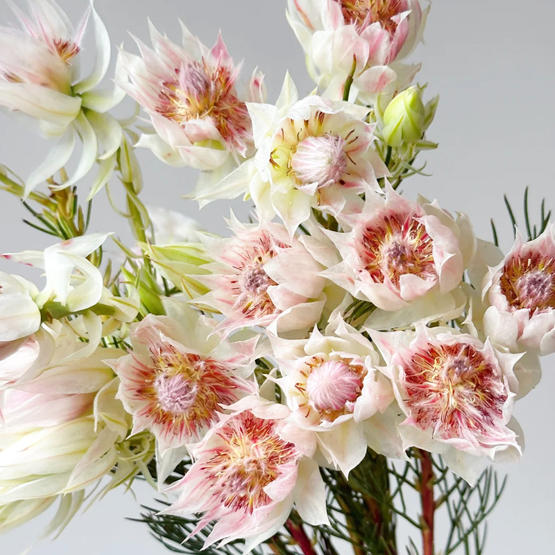 🌈2024 neues Produkt🌱Brautblumensamen🩷Wunderschöne High-End-Blumen