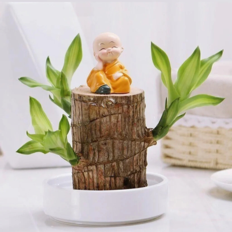 🎁Glückssymbol🪴Brasilianisches Holz🍀Die besten Grünpflanzen zum Wachsen