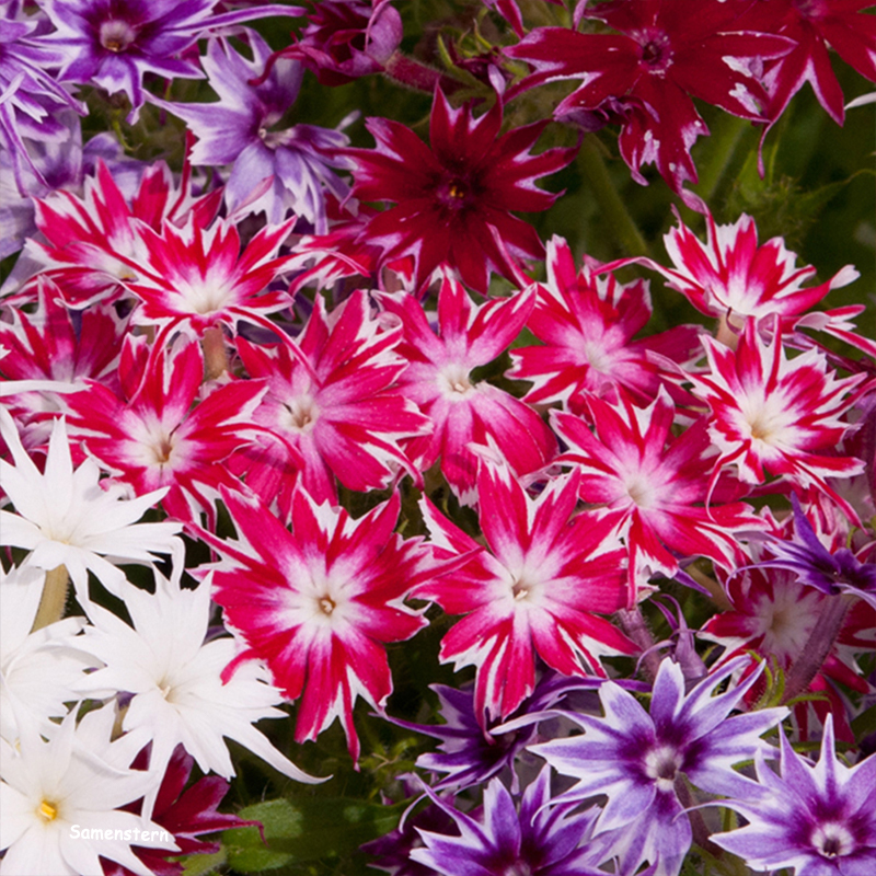 💥Heiße Artikel für den Frühling🦋Augen-phlox Semen🌱Besondere Blume