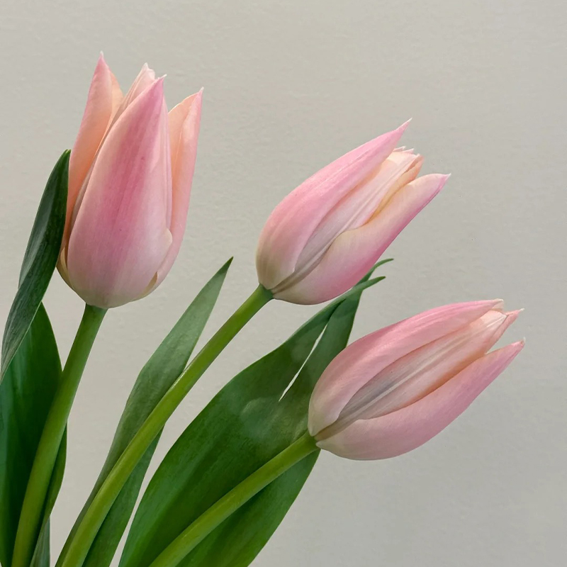 Chanel-Tulpen Samen🌷