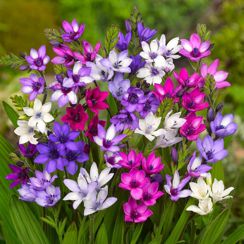 Rain orchid-Blooms once the next rain falls