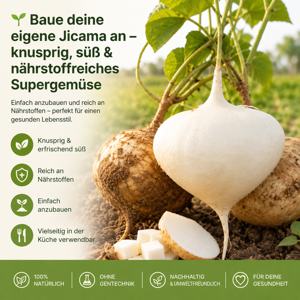 🌱 Baue deine eigene Jicama an – knusprig, süß & nährstoffreiches Supergemüse