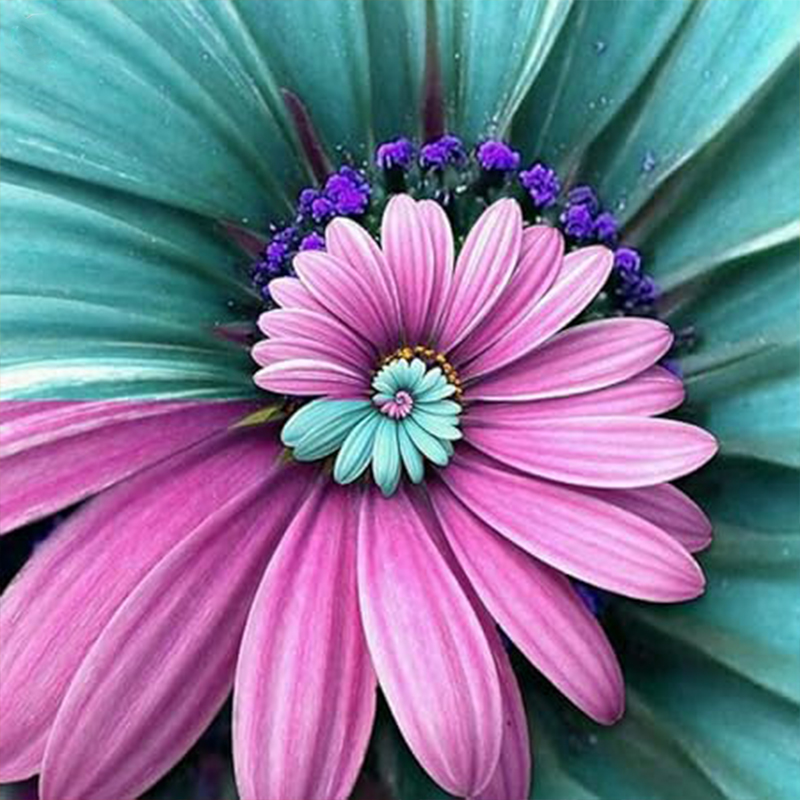 💖70% Rabatt🌀Spiral Chrysantheme🌈Seltene Chrysantheme