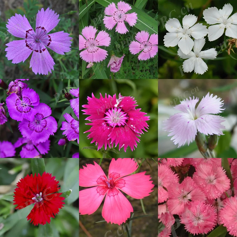 💖Rabatt zum halben Preis✨Dianthus-Blumensamen🌈Regenbogenserie