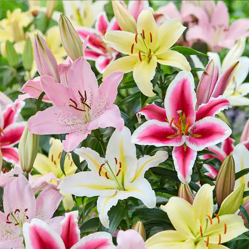 🚀Top-Produkte 2024🌈Duftende Gefüllte Lilien Samen💓Duftende Blüten