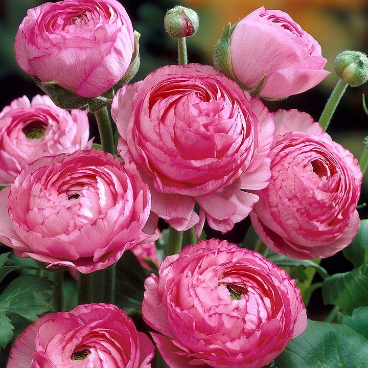 🌸 Perennials Ranunculus  Mixed color Plants  - Home Garden Flower Seeds