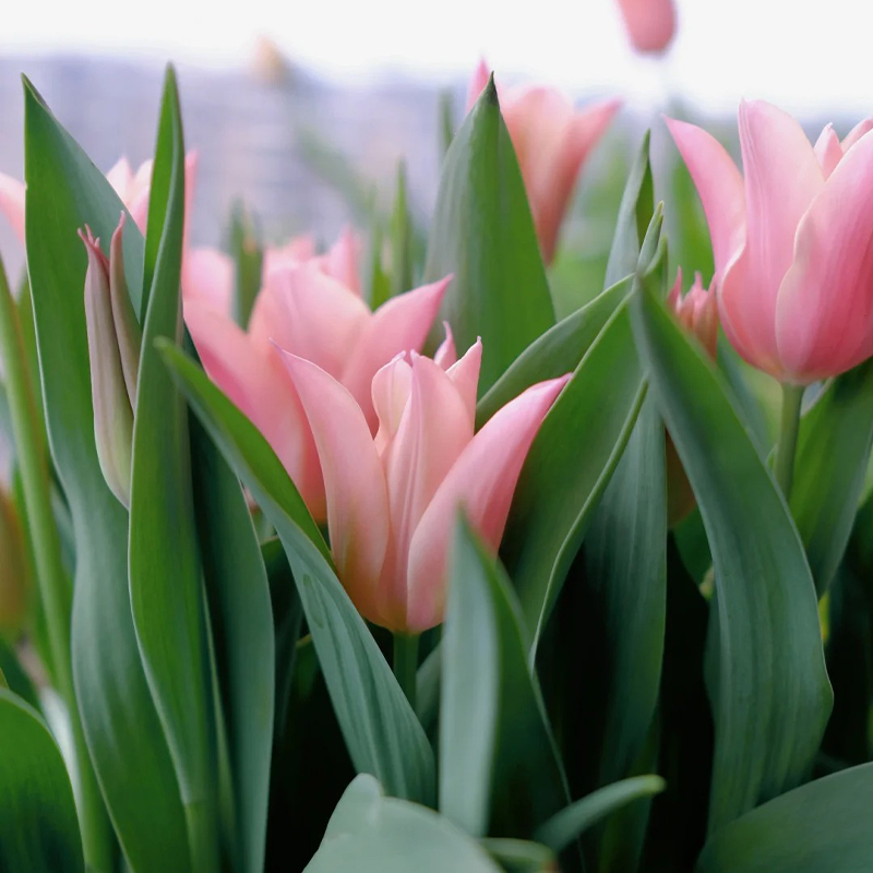Chanel-Tulpen Samen🌷