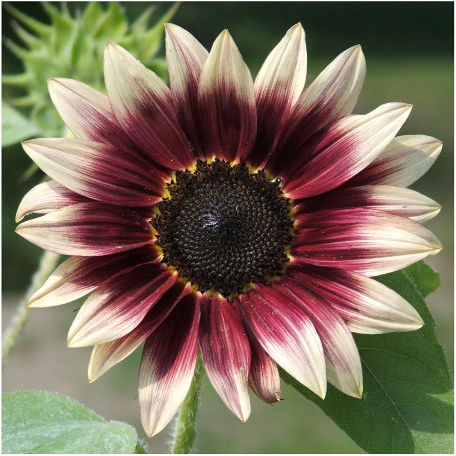 100 Stück Strawberry Blonde Hybrid-Sonnenblumenkerne