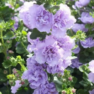 Double Hollyhock Seeds