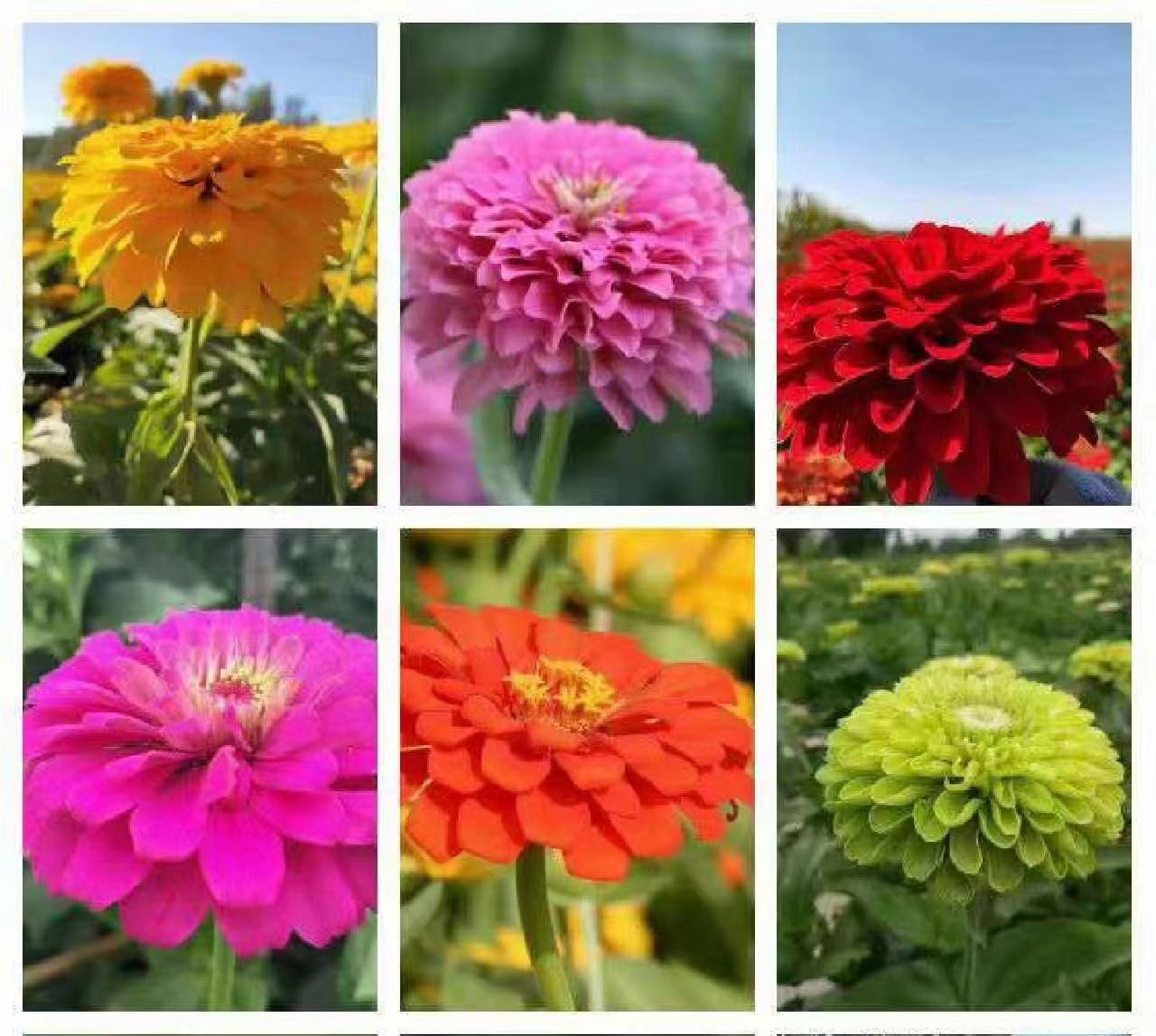 GEMISCHTE FARBZINNIEN-BLUMENSAMEN – DIE FARBENFROHE OASE IHRES GARTENS