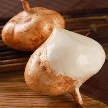 JICAMA Samen