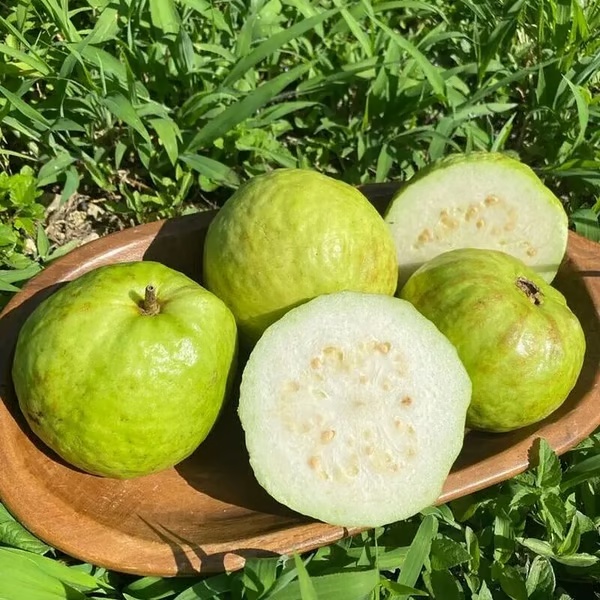 🔥 (New Harvest) Organic Pink Guava Seeds | 🌿Pre-Primed for High Germination (99% Germination)