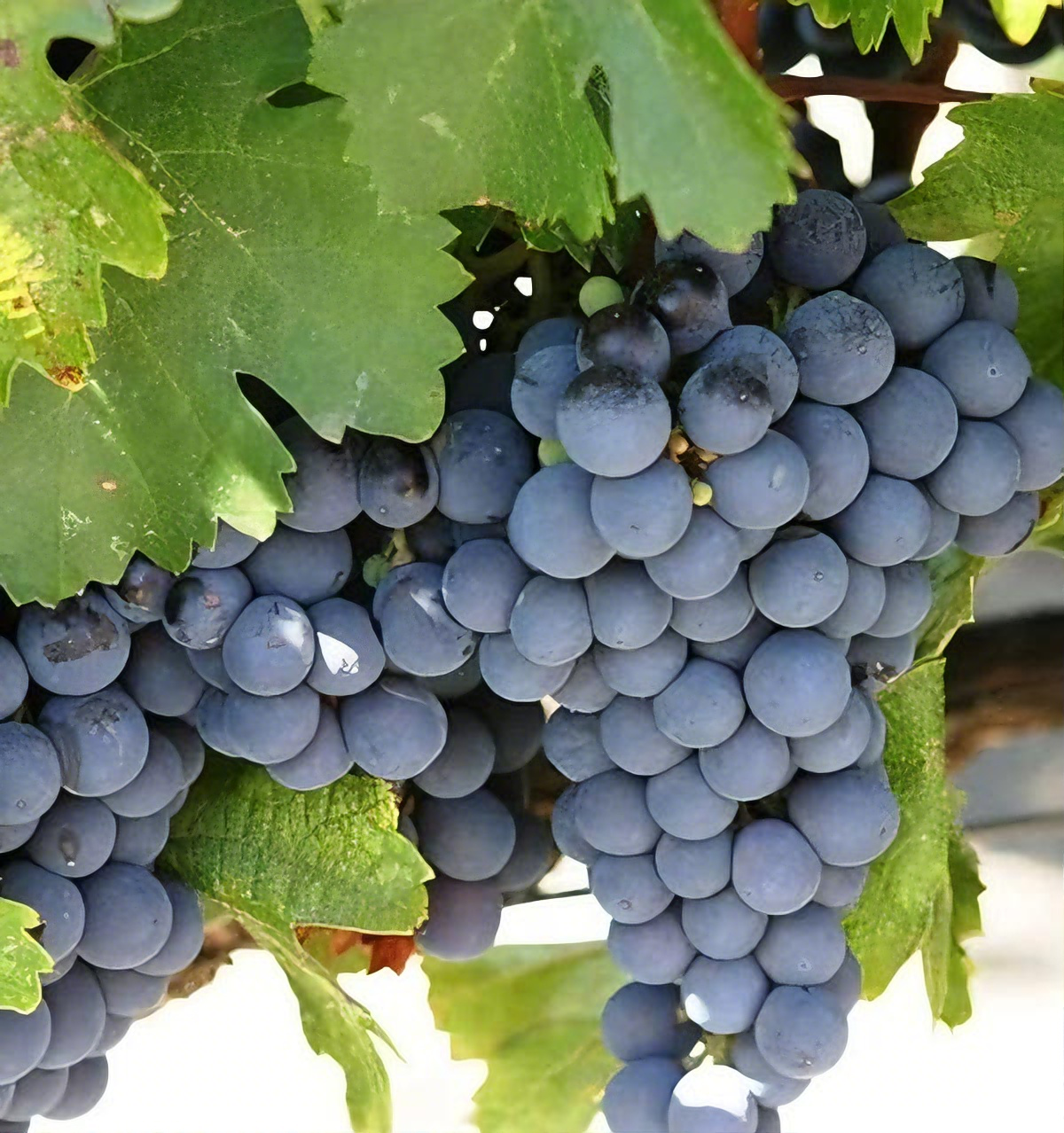 🍇 Kyoho Riesentraube – Die Süßeste & Ertragreichste Traube für Ihren Garten