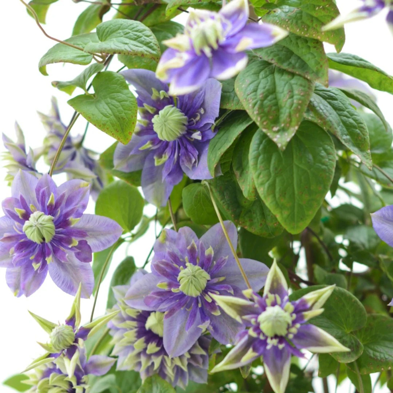 BIS ZU 60 % RABATT💥CLEMATIS TAIGA-SAMEN