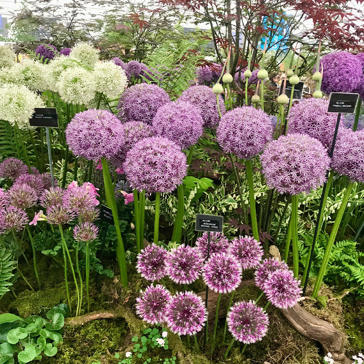 Allium giganteum, Zierlauchblüte