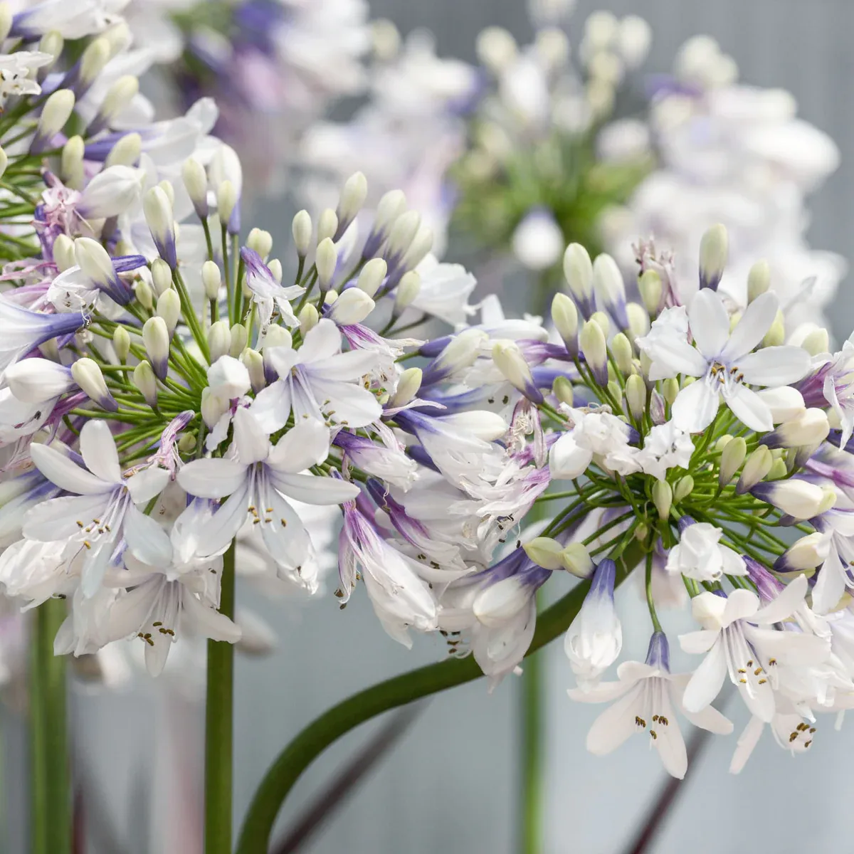 🔥🔥Agapanthus africanus 'Rosa'