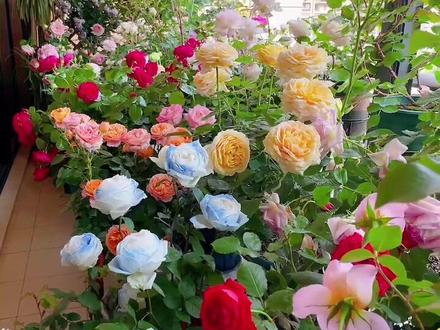 Rosensamen in gemischten Farben💐