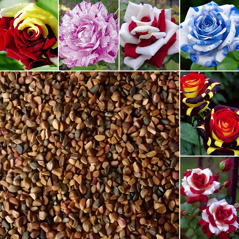 🌹🔥 50% Rabatt auf seltene Rosensamen, verschiedene Sorten, stark nachgefragt