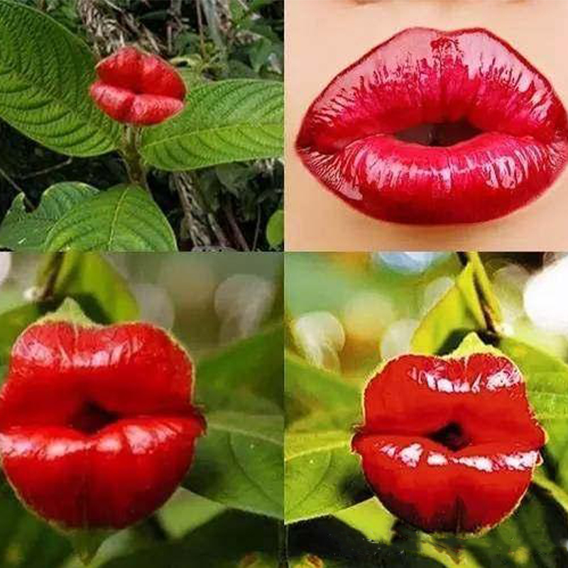 Psychotria Elata