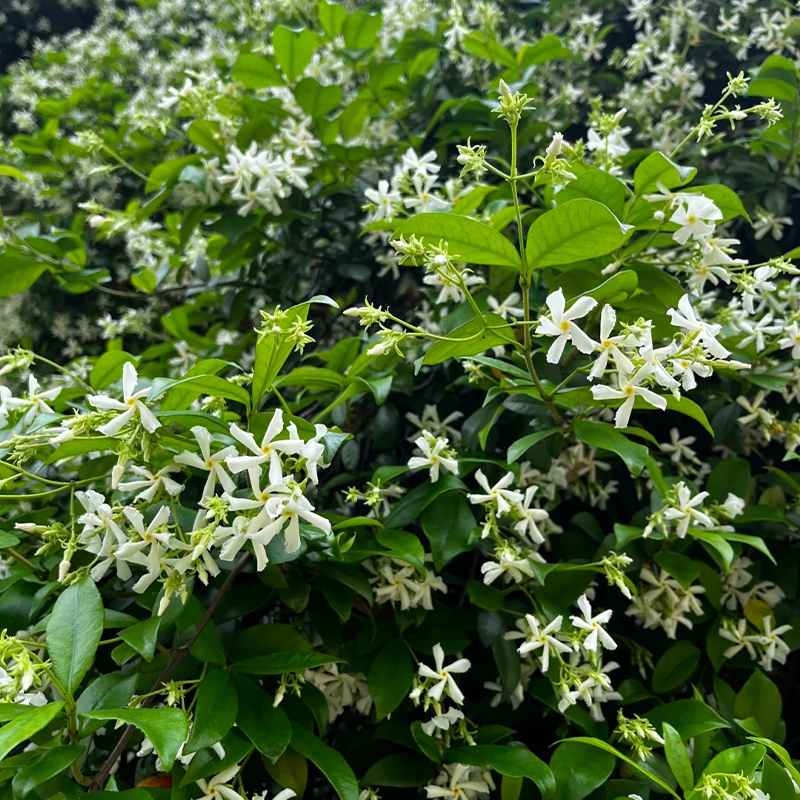 💥Neue Produkte im April🪁Windmühlenjasmin Samen🍬süßer Geschmack