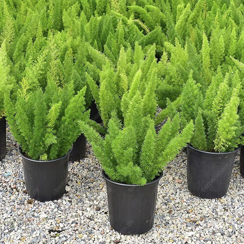 🔥 40% Rabatt! Fuchsschwanz-Spargel💥Einfach zu pflanzen