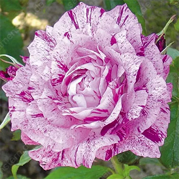 🌹🔥 50% Rabatt auf seltene Rosensamen, verschiedene Sorten, stark nachgefragt