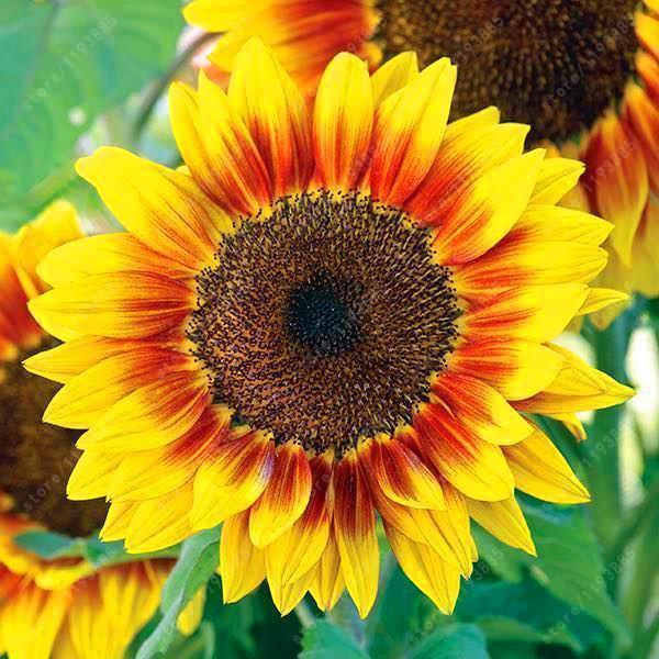 40pcs Zwergsonnenblumensamen Seltene Blumensamen