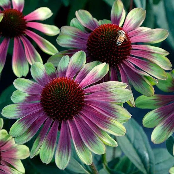 Lila Herz mit grünen Rändern Sonnenblume