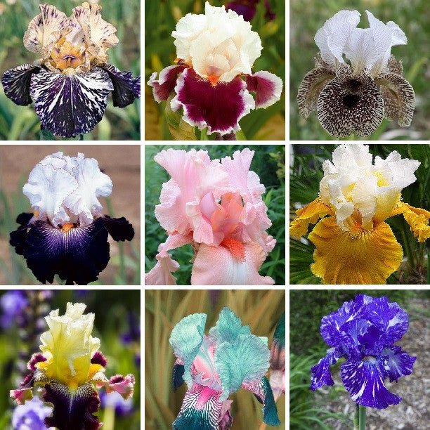 Multi-Varieties Iris Seeds, Heirloom Iris, 50pcs/pack