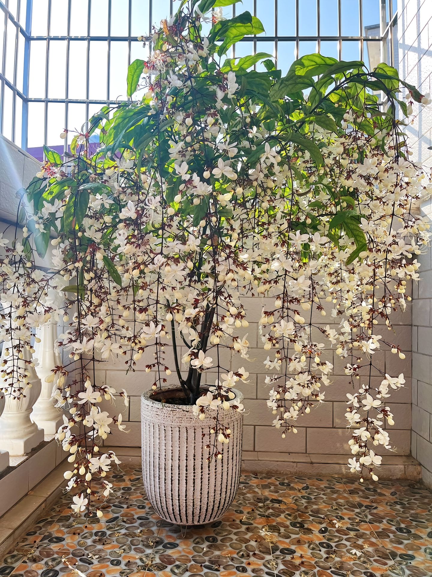 💐You Are My Life-Weeping Jasmine Flowers Seeds