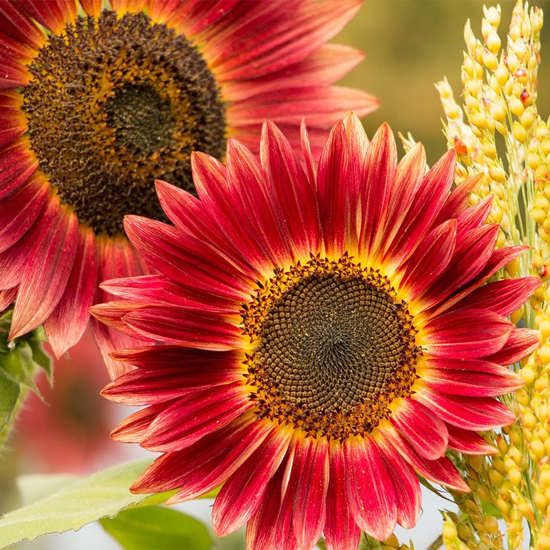 Bio-Sonnenblumenkerne