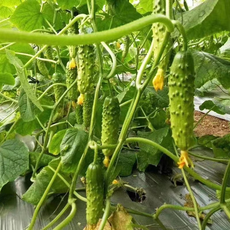 🥒Crawling Cucumbers Seeds