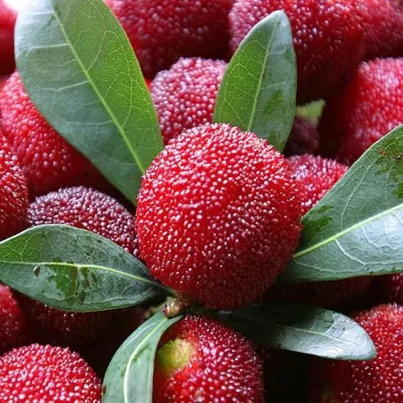 Riesige Lorbeerbeere: Tischtennisballgröße, ⭐Erdbeer-Kirsch-Geschmacksrichtung