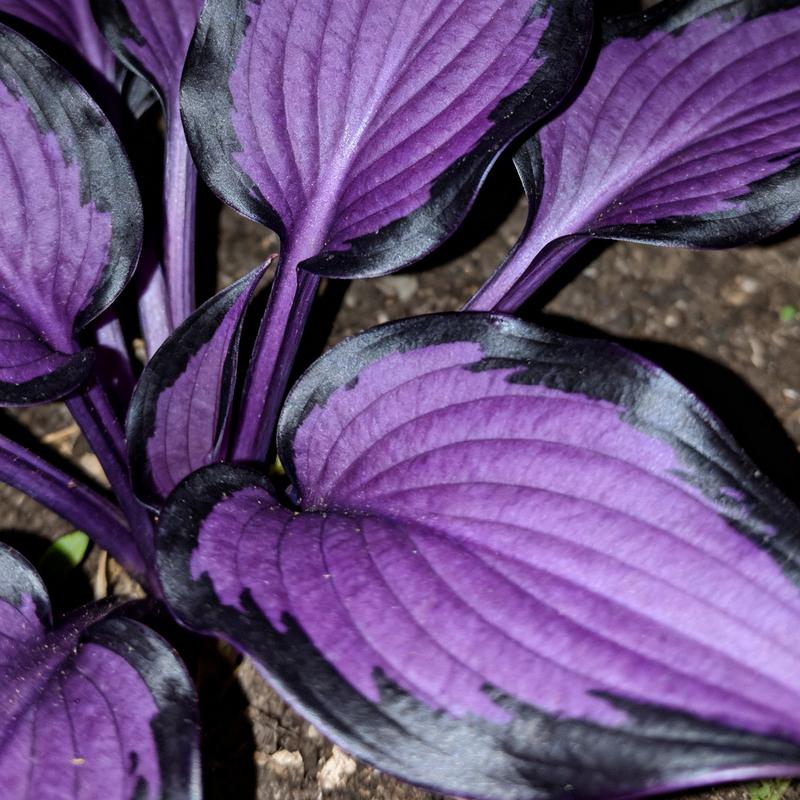 🌌 Midnight Amethyst Hosta- Rare. Hardy. Absolutely Mesmerizing