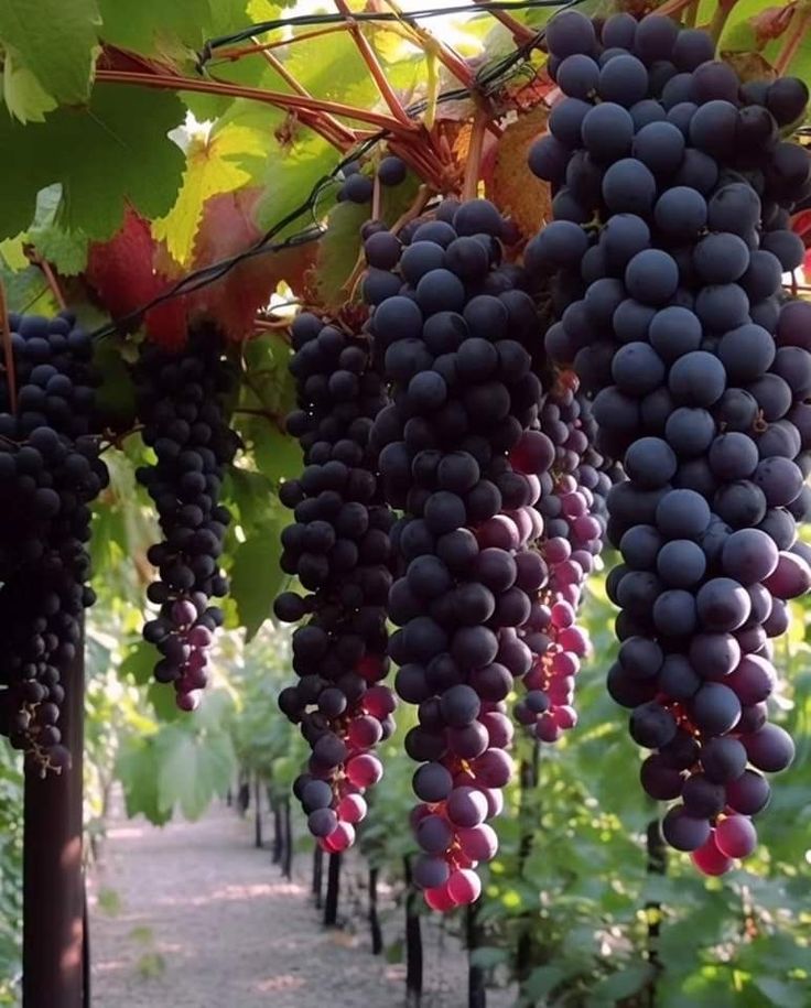 Giant Seedless Waterfall Grape Seeds