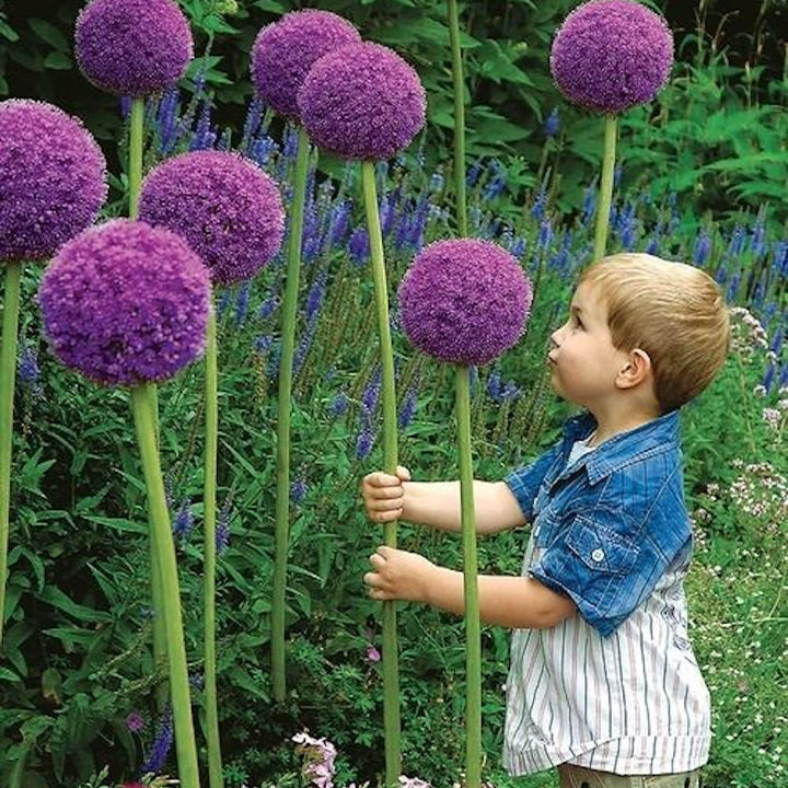Allium giganteum, Zierlauchblüte