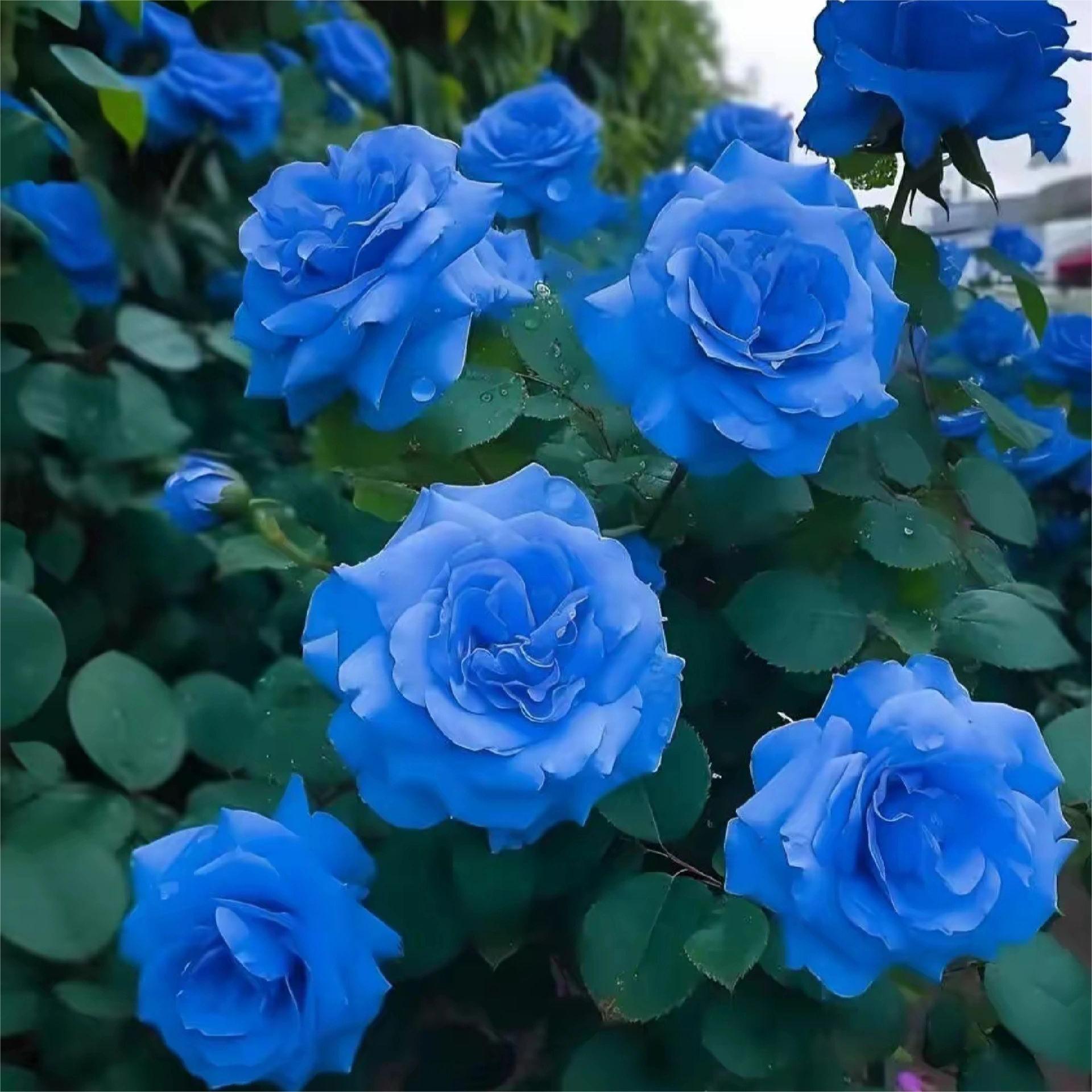 Blue Enchantress Roses - Rare-chloriseeds