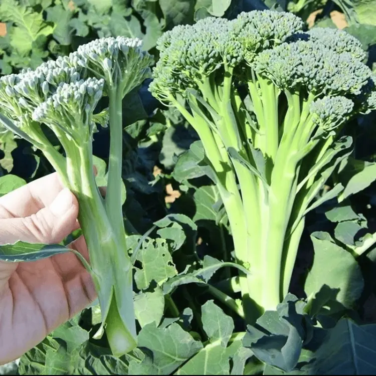 FOUR SEASONS Green Broccoli Stem SEEDS