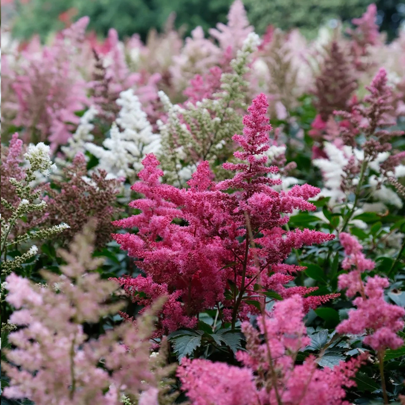 Astilbe