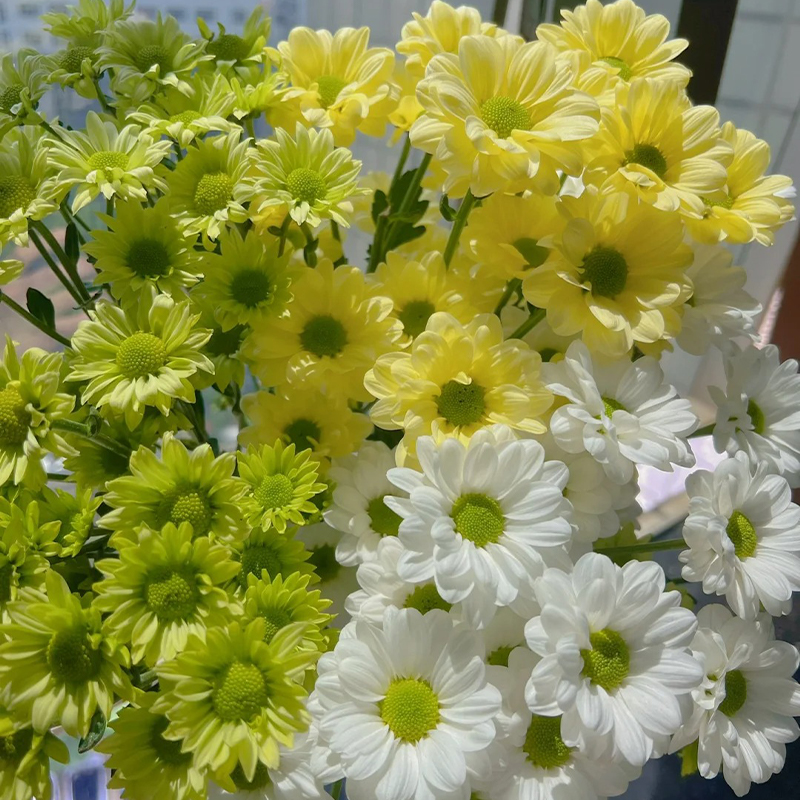 Gänseblümchen